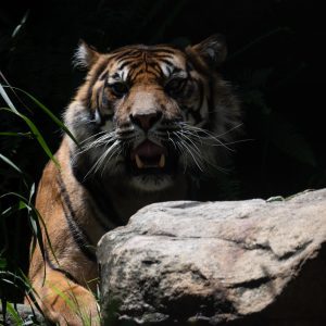 Sumatran Tiger