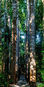 The Queensland Kauri pine
