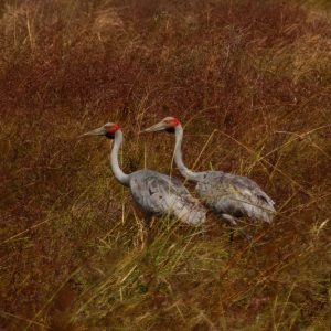 Brolgas in the grass