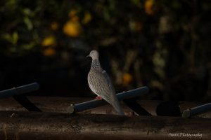 🕊️The Spotted Turtle-Dove: A Feathered Settler with a Soft Coo