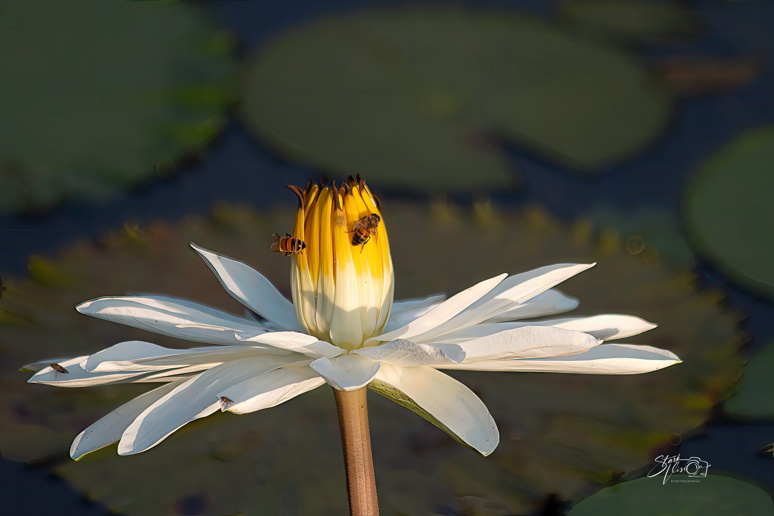 Lily & the Busy Bees