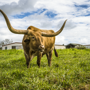Rommel “Champion of the Paddock” – Longhorn Portrait