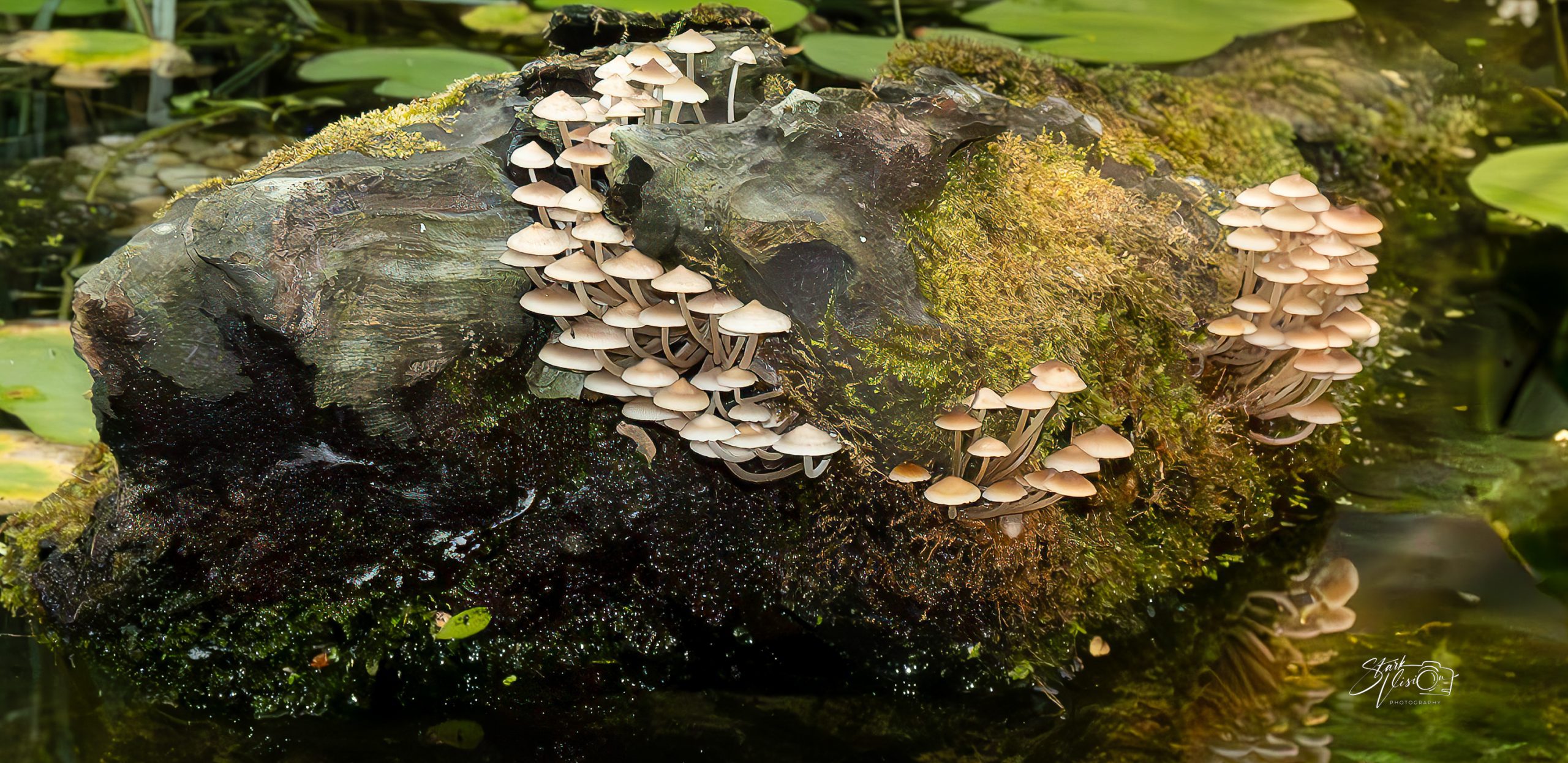 Cluster of pale gilled mushrooms growing on a moss-covered log above still water with lily pads in the background.