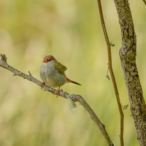 Red-browed Finch sitting on a branch in soft natural light with green foliage in the background.