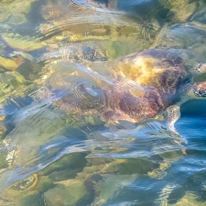 Sea turtle swimming through shallow clear water at Clump Point, Far North Queensland.