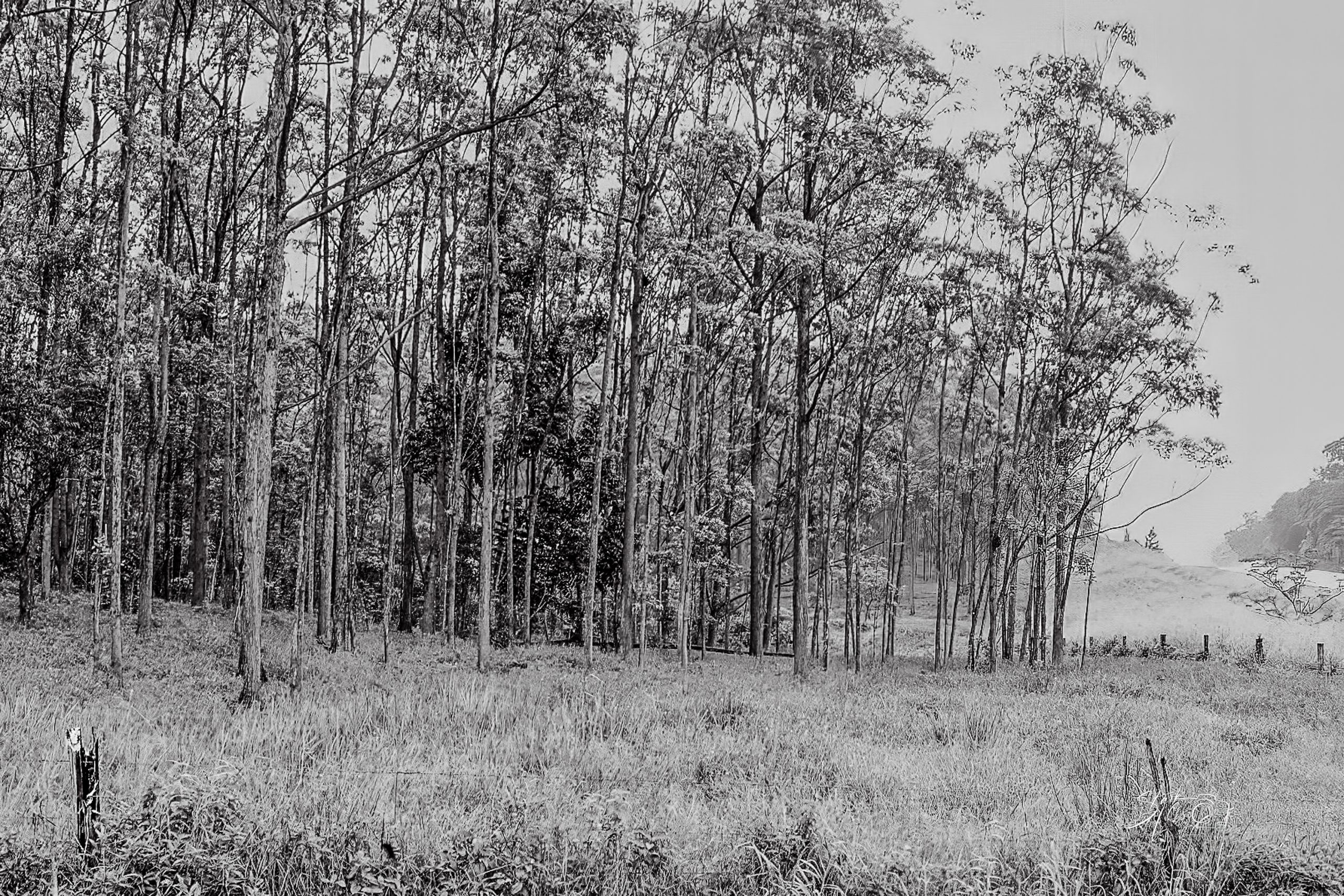 A stand of trees fades gently into mist, captured in black and white—an image of stillness, space, and restraint.