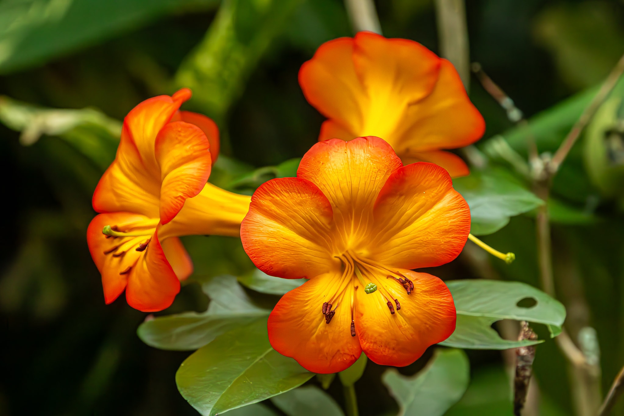 Blaze of Glory: Vireya Rhododendron