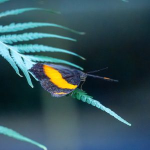 Where the Light Rests